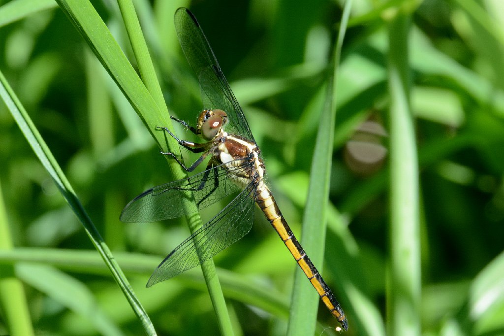 096 2013-06052240 Harvard, MA.JPG - Slaty Skimmer Dragonfly (Libellula incesta)(f). Oxbow National Wildlife Refuge, MA, 6-5-2013